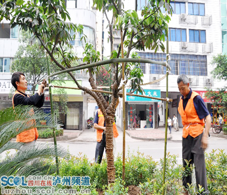 瀘州:重栽更重管 合江縣城荔枝樹穿上遮陽(yáng)網(wǎng)