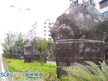 瀘州：重栽更重管 合江縣城荔枝樹穿上遮陽(yáng)網(wǎng)