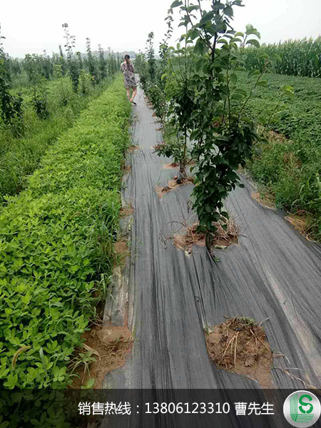 防草布