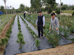 園林防草布